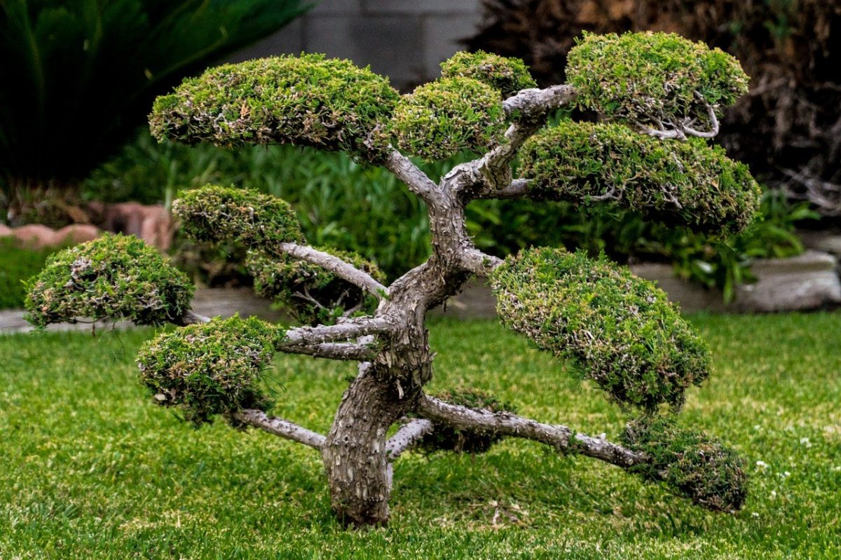 bonsai voie naturelle